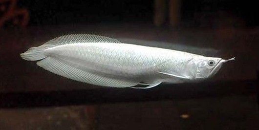 龍魚長須瘤會爬缸嗎：龍魚長須瘤會導(dǎo)致爬缸嗎