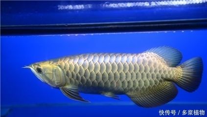 龍魚長須瘤會爬缸嗎：龍魚長須瘤會導(dǎo)致爬缸嗎