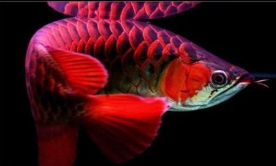 龍魚的食性（龍魚的飼養技術）