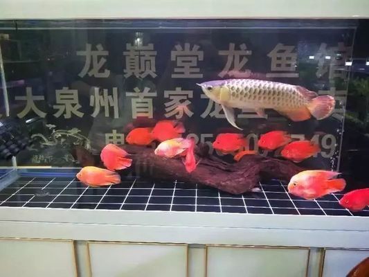 養(yǎng)龍魚掙錢嗎現在怎么樣：養(yǎng)龍魚掙錢嗎