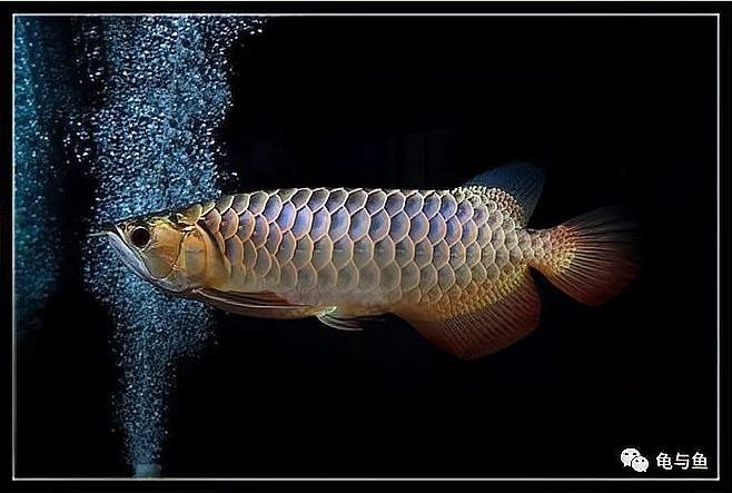 龍魚缸過濾系統(tǒng)需要多大的功率？