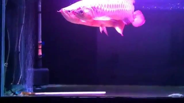 紅龍魚繁殖期行為變化：紅龍魚在繁殖期間的一些典型行為變化