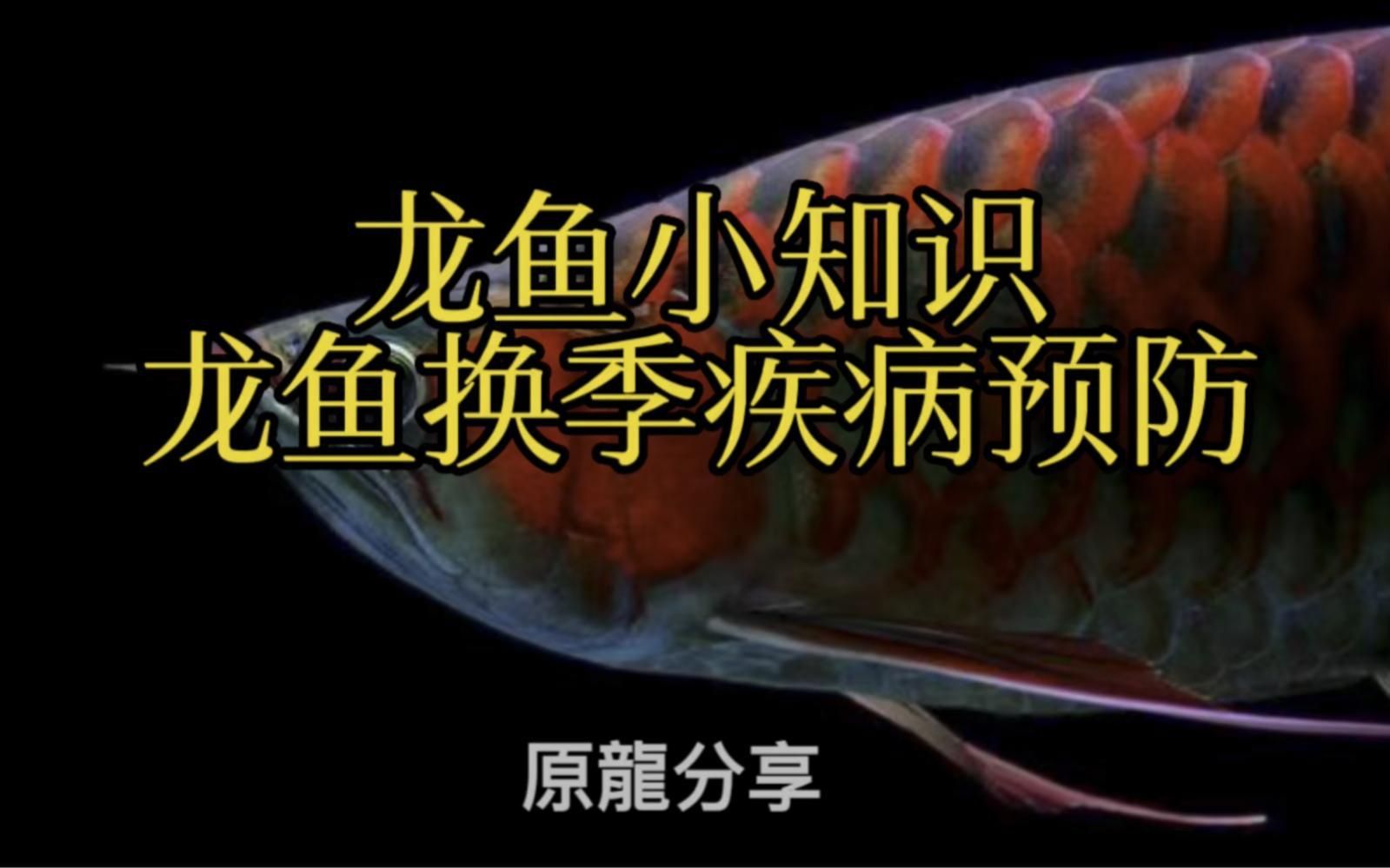 紅龍魚成長過程中的疾病預防