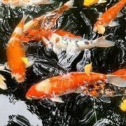 錦鯉愛好者論壇最新消息今天直播 錦鯉愛好者論壇最新消息今天直播 龍魚百科 第3張