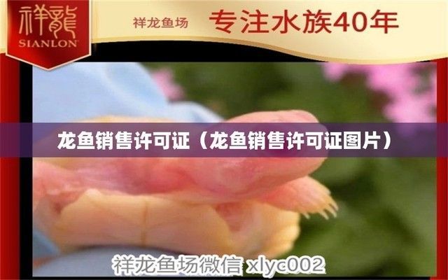 龍魚怎么賣，如何銷售龍魚