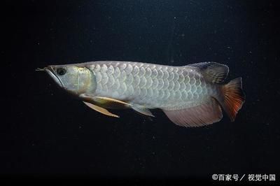 龍魚能吃青蝦嗎怎么喂飼料龍魚能吃青蝦嗎怎么喂飼料（龍魚可以吃青蝦嗎） 龍魚能吃青蝦嗎怎么喂飼料龍魚能吃青蝦嗎怎么喂飼料（龍魚可以吃青蝦嗎） 龍魚百科 第3張