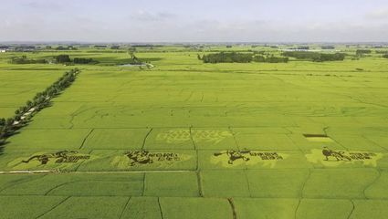 金龍魚種植基地地址（金龍魚種植基地位于中國廣東省佛山市南海區(qū)具體地址）