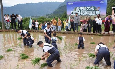 金龍魚種植基地地址（金龍魚種植基地位于中國廣東省佛山市南海區(qū)具體地址）