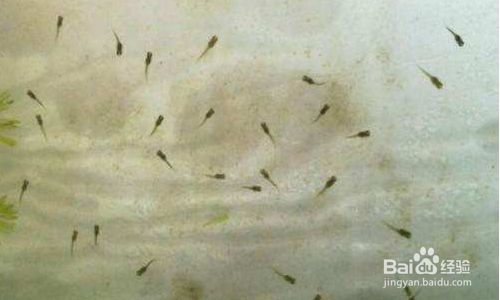 孔雀魚魚缸多久換一次水（夏季養孔雀魚的注意事項） 孔雀魚魚缸多久換一次水（夏季養孔雀魚的注意事項） 龍魚百科 第3張