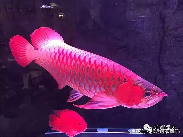 龍魚為什么要用三基色燈光照