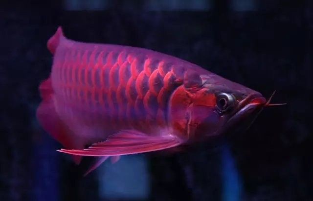 龍魚為什么要用三基色燈光照