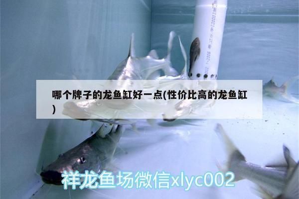 龍魚(yú)缸哪個(gè)牌子性價(jià)比高又好用的：彩鰈龍?zhí)缎卤盗旋堲~(yú)缸品牌推薦