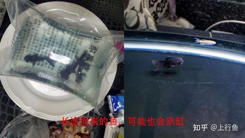 魚突然不活躍,躲在角落