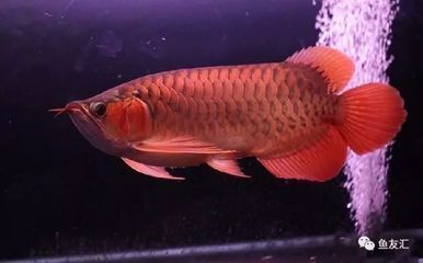 龍魚最底溫度：龍魚最適宜水溫范圍大致為24-[需手動填充]