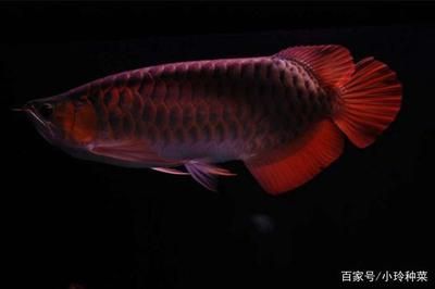 養(yǎng)龍魚有說法嗎：養(yǎng)龍魚的特殊說法和講究不僅涉及到龍魚的飼養(yǎng)方式和風(fēng)水作用