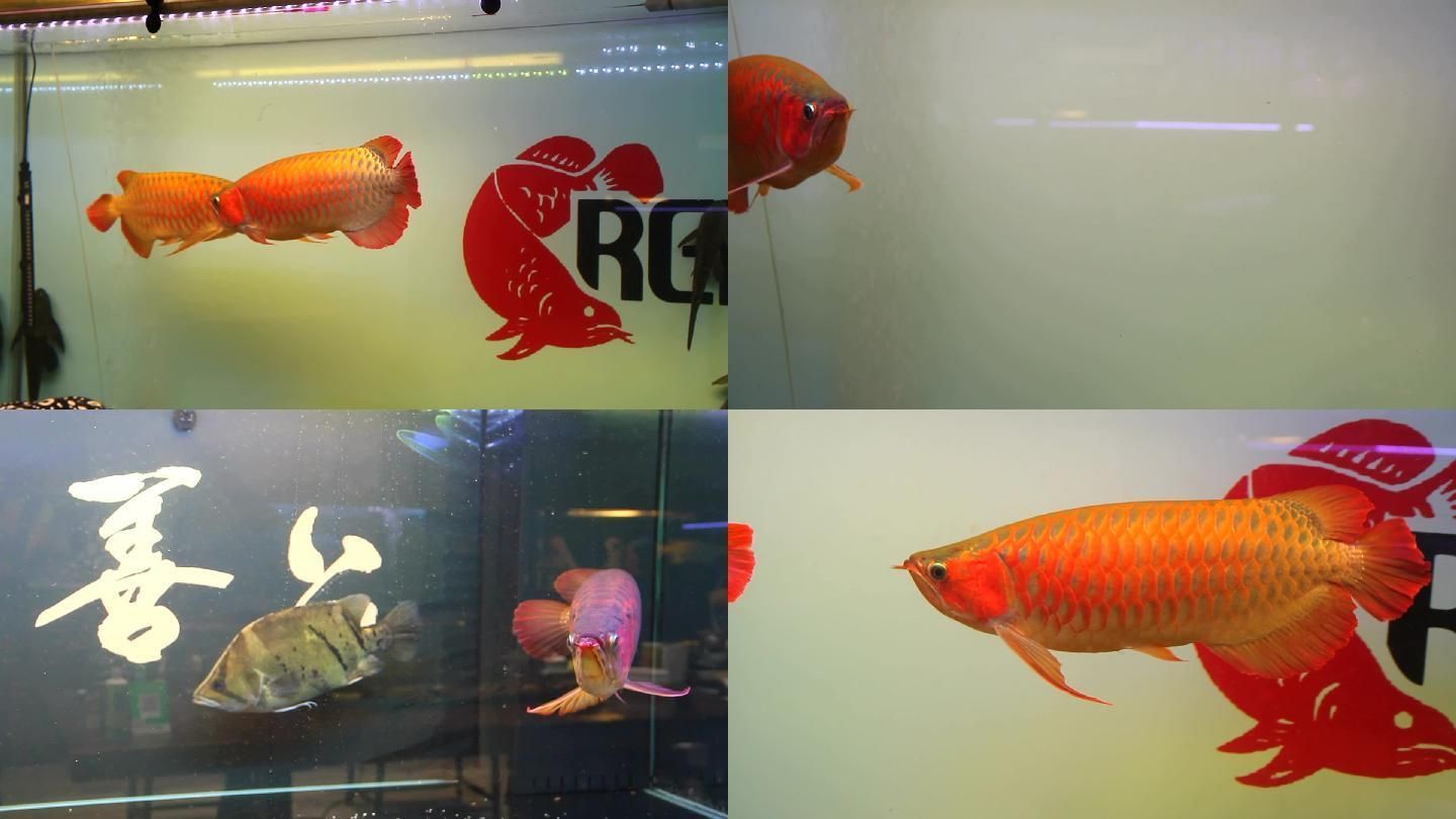 紅金龍和金龍魚的區別：紅金龍魚和金龍魚在外觀特征、飼養特性和價值上都有所區別