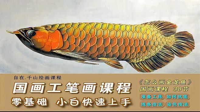 金龍魚素描圖片大全