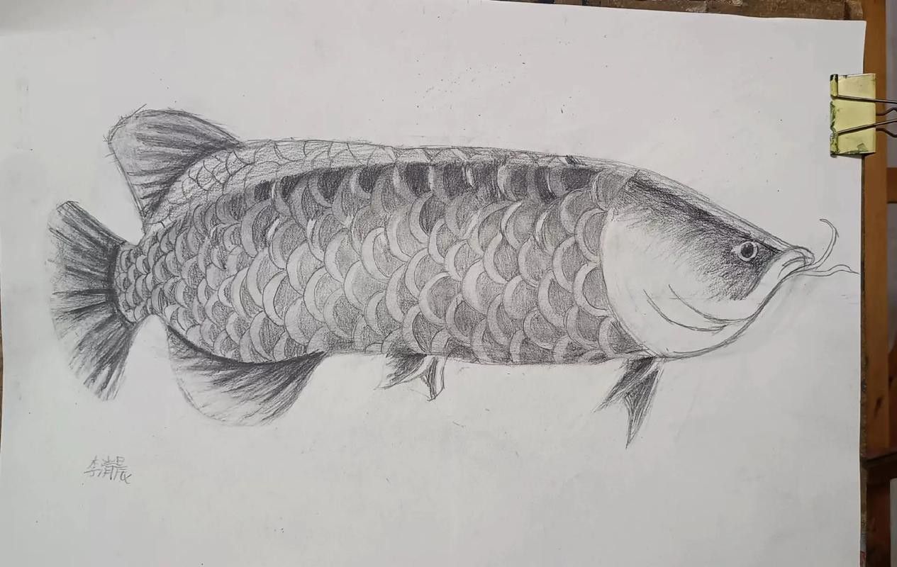 金龍魚素描圖片大全