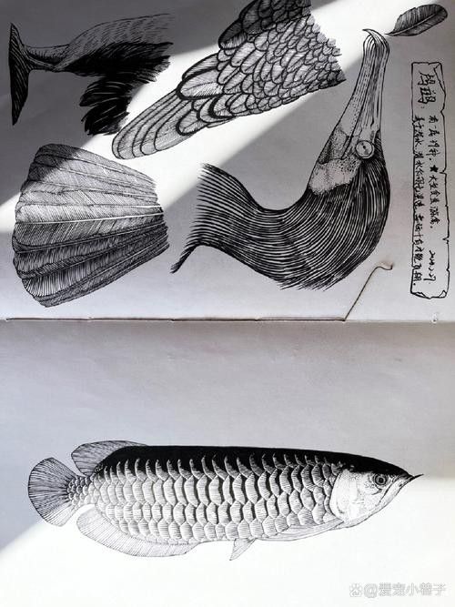 金龍魚素描圖片大全