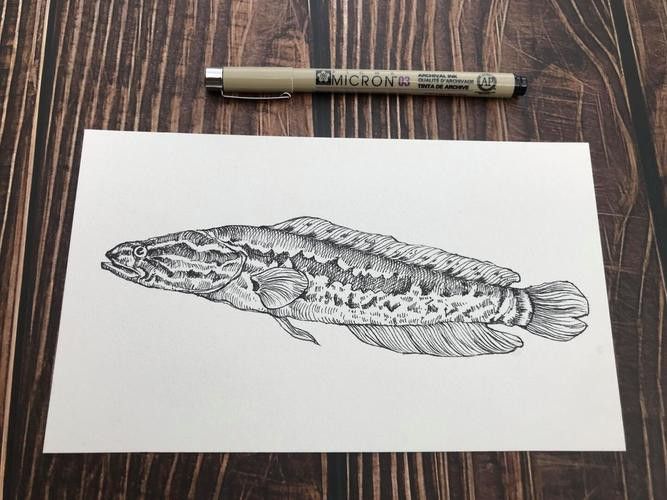 金龍魚素描圖片大全