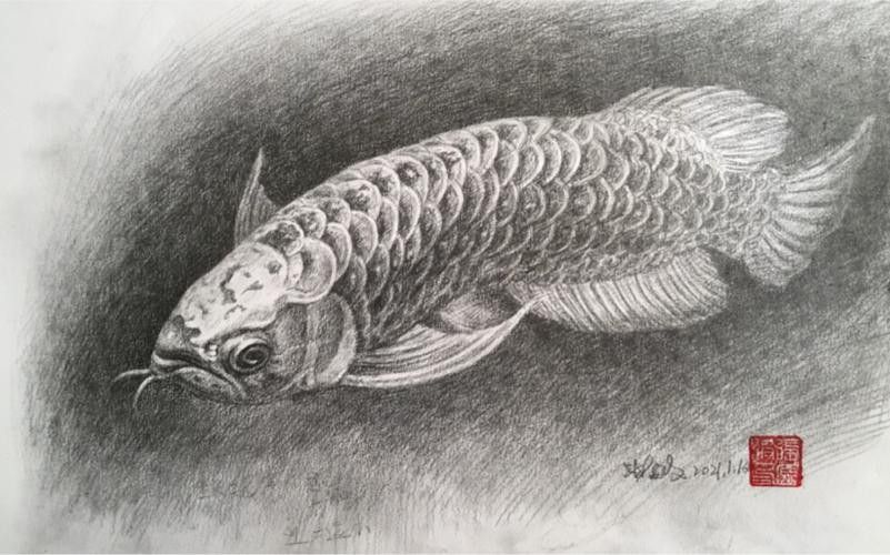 金龍魚素描圖片大全