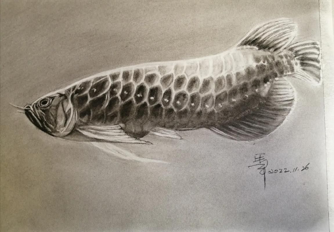 金龍魚素描圖片大全