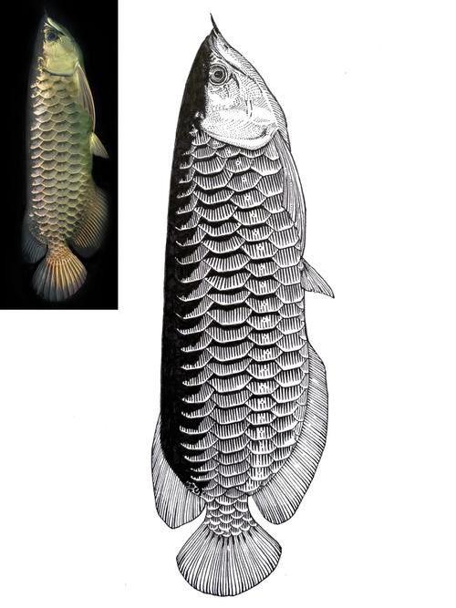 金龍魚素描圖片大全