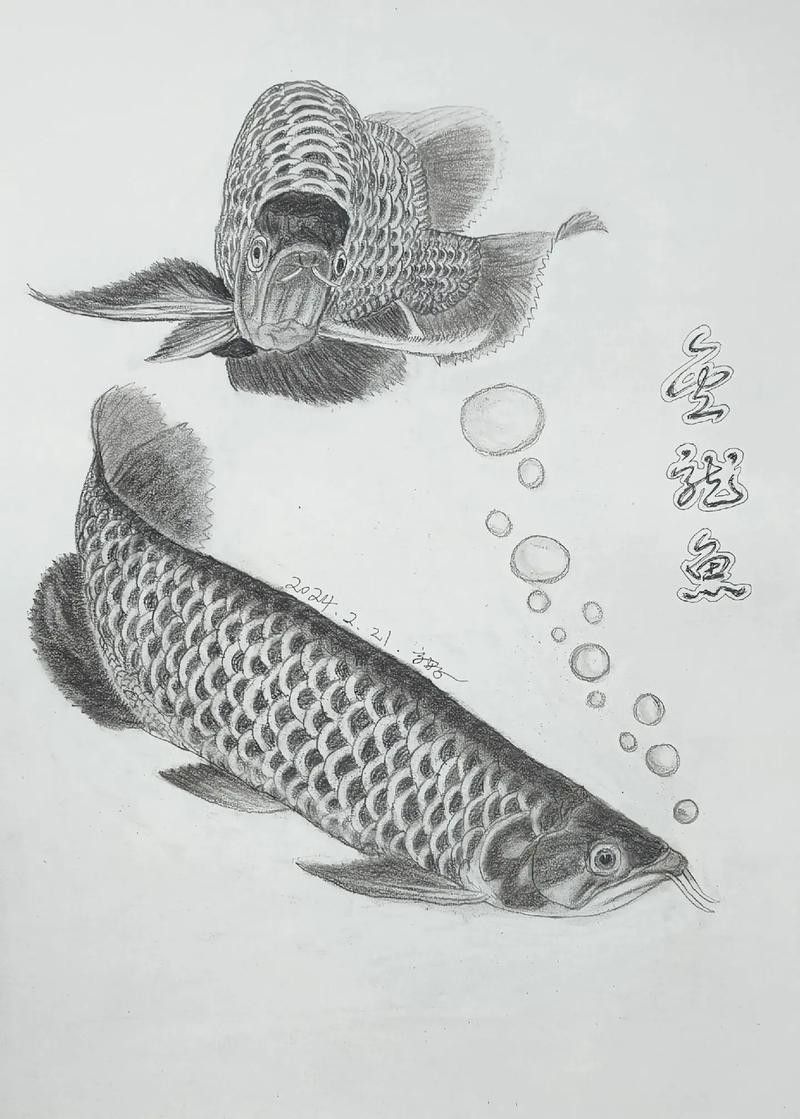 金龍魚素描圖片大全