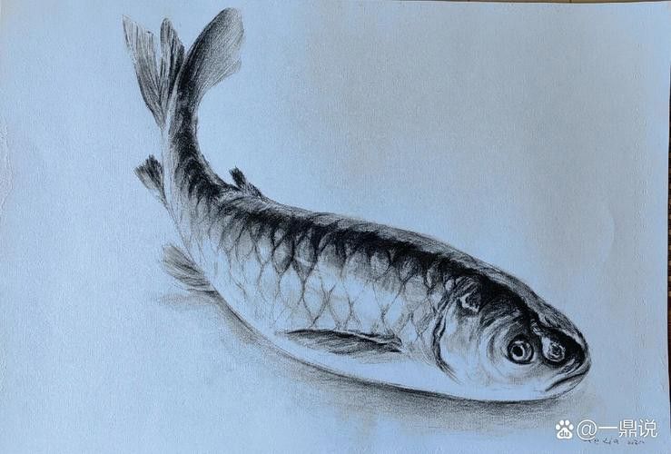 金龍魚素描圖片大全