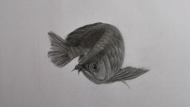 金龍魚素描圖片大全