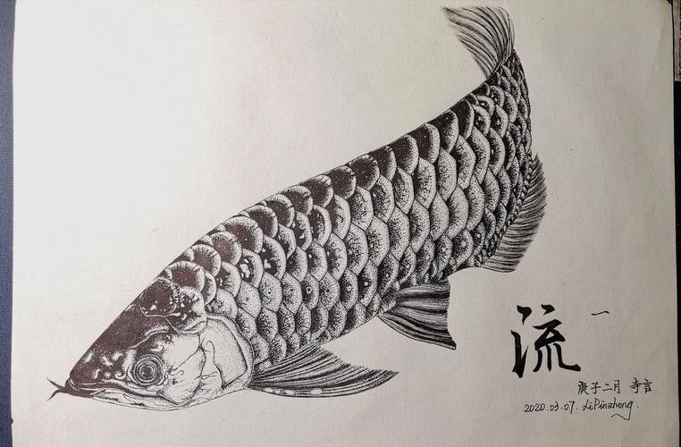 金龍魚素描圖片大全