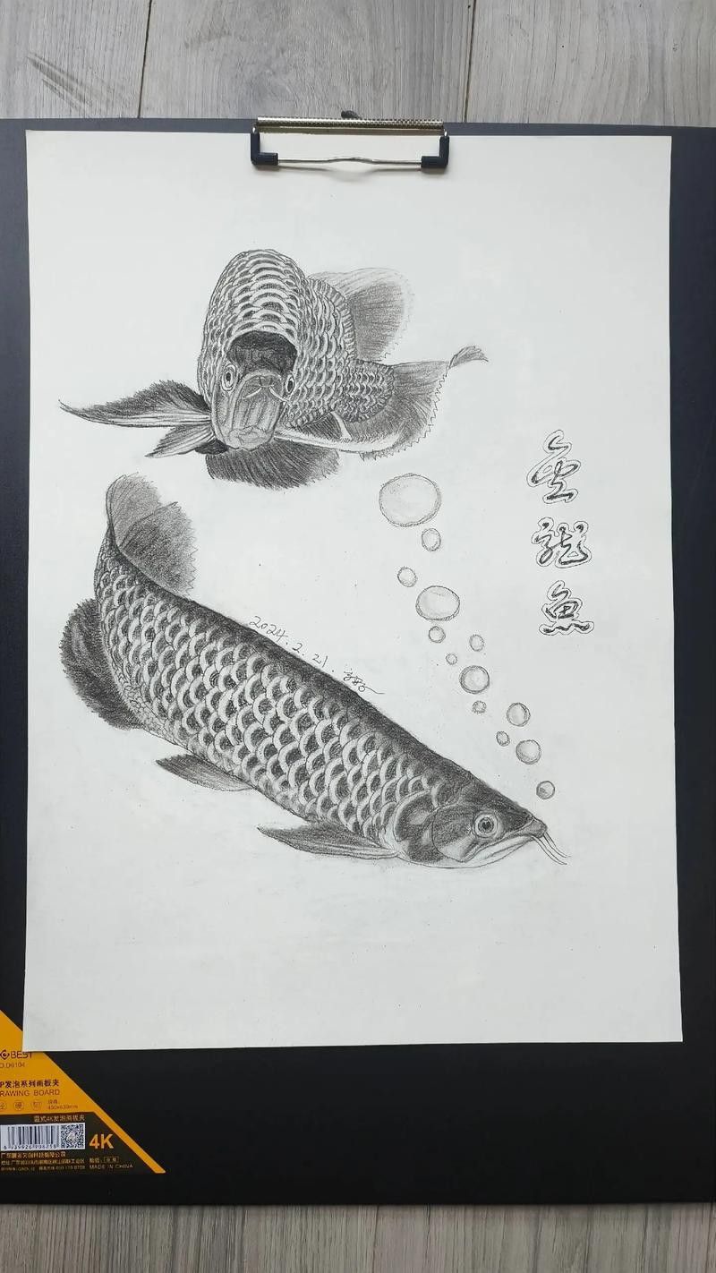 金龍魚素描圖片大全
