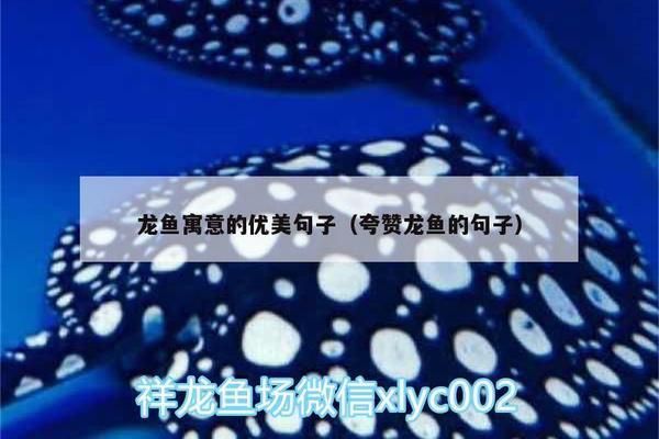 龍魚的句子(龍魚養殖技巧有哪些) 龍魚百科 第1張 龍魚的句子(龍魚養殖技巧有哪些) 龍魚的句子(龍魚養殖技巧有哪些) 龍魚百科 第1張