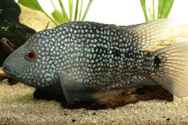 德州豹和龍魚混養：德州豹和龍魚混養注意事項,