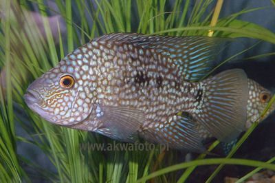 德州豹和龍魚混養：德州豹和龍魚混養注意事項,