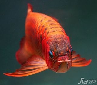 紅龍魚是漁場人工繁殖的么：紅龍魚可以進行人工繁殖嗎？