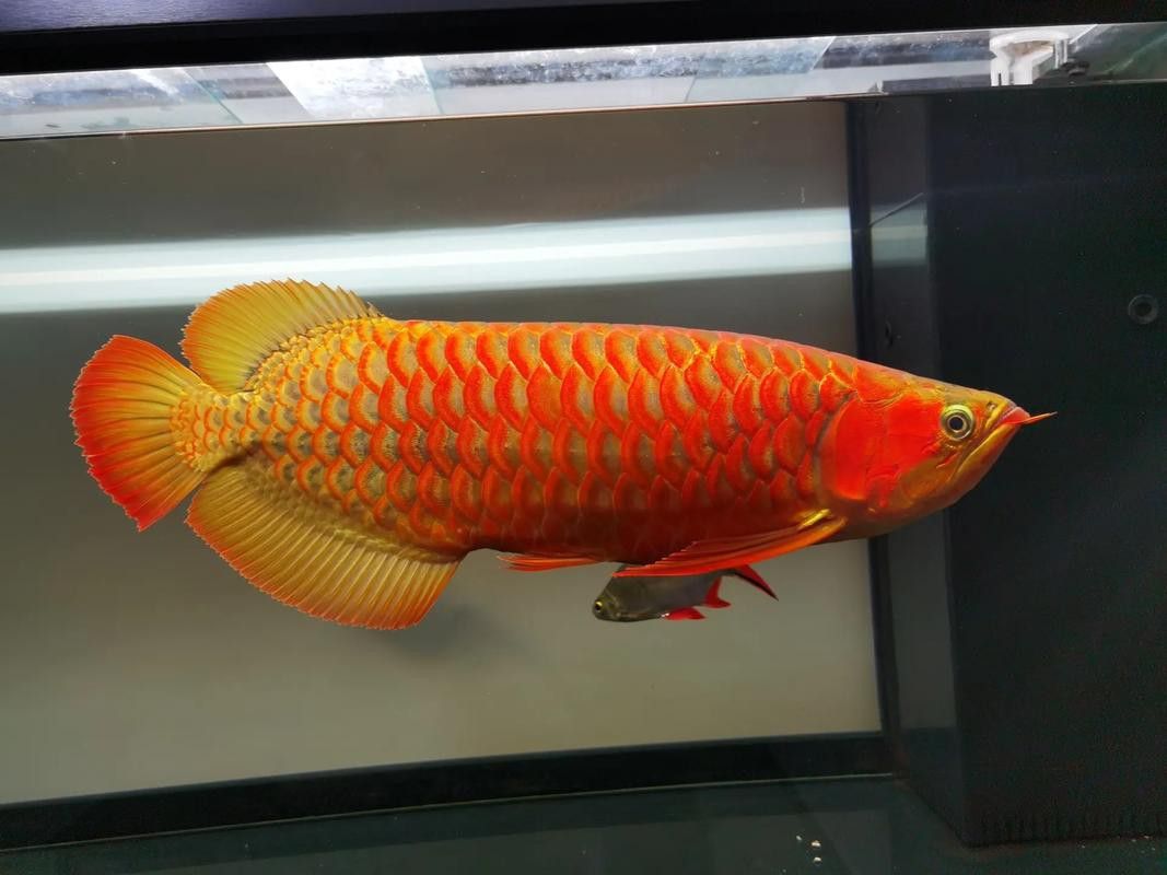 2019龍魚價格及圖片大全及價格