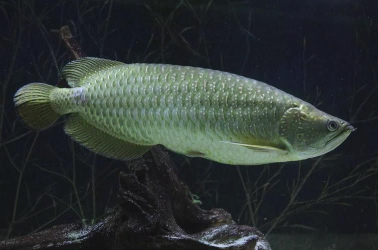 2019龍魚價格及圖片大全及價格