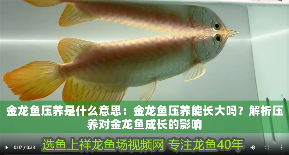 金龍魚(yú)壓養(yǎng)是什么意思：金龍魚(yú)壓養(yǎng)能長(zhǎng)大嗎？解析壓養(yǎng)對(duì)金龍魚(yú)成長(zhǎng)的影響
