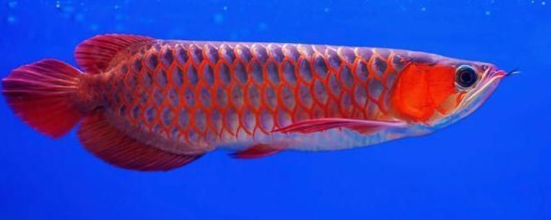 金龍魚壓養(yǎng)是什么意思：金龍魚壓養(yǎng)能長大嗎？解析壓養(yǎng)對金龍魚成長的影響