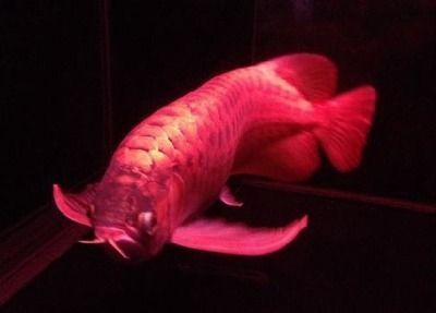 紅龍魚怎么樣分公母（如何區分紅龍魚公母）