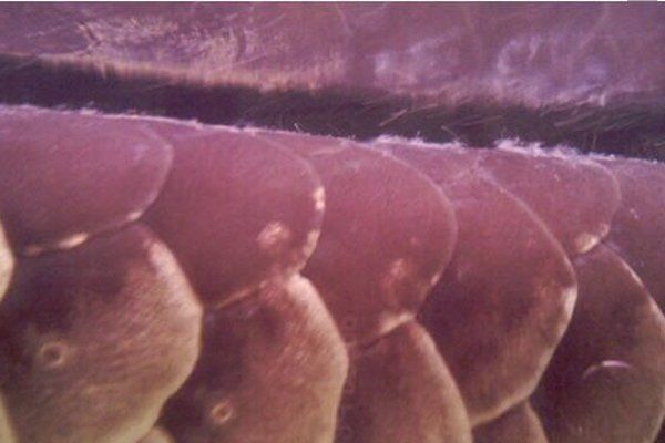 龍魚真菌感染如何早期發現？