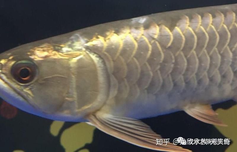 龍魚真菌感染如何早期發現？