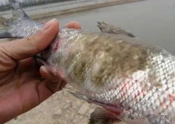 龍魚真菌感染如何早期發現？