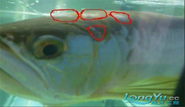 龍魚真菌感染如何早期發現？