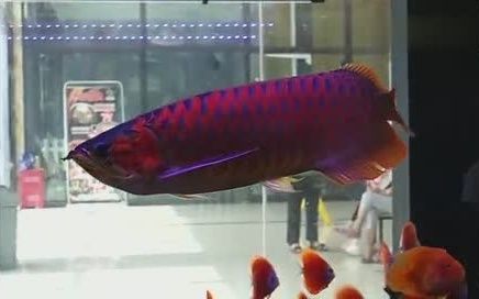 紅龍魚的挑選技巧圖解，紅龍魚挑選技巧圖解