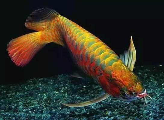龍魚在魚缸能繁殖嗎：關于龍魚在魚缸中繁殖的詳細信息