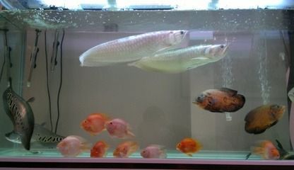 如何讓銀龍魚顏色變白，如何讓銀龍魚的顏色變白