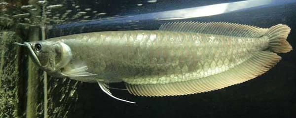 如何讓銀龍魚顏色變白，如何讓銀龍魚的顏色變白