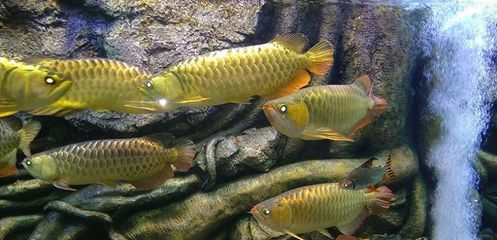 龍魚魚鱗上有黑點（龍魚魚鱗上出現黑點可能由多種因素引起，可能是多種因素引起）